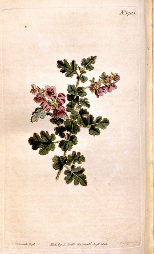 Curtis's botanical magazine. London ;New York [etc.] :Academic Press [etc.]. | Botany Periodicals "Pictorial works"  | Vintage Print Reproduction 454846