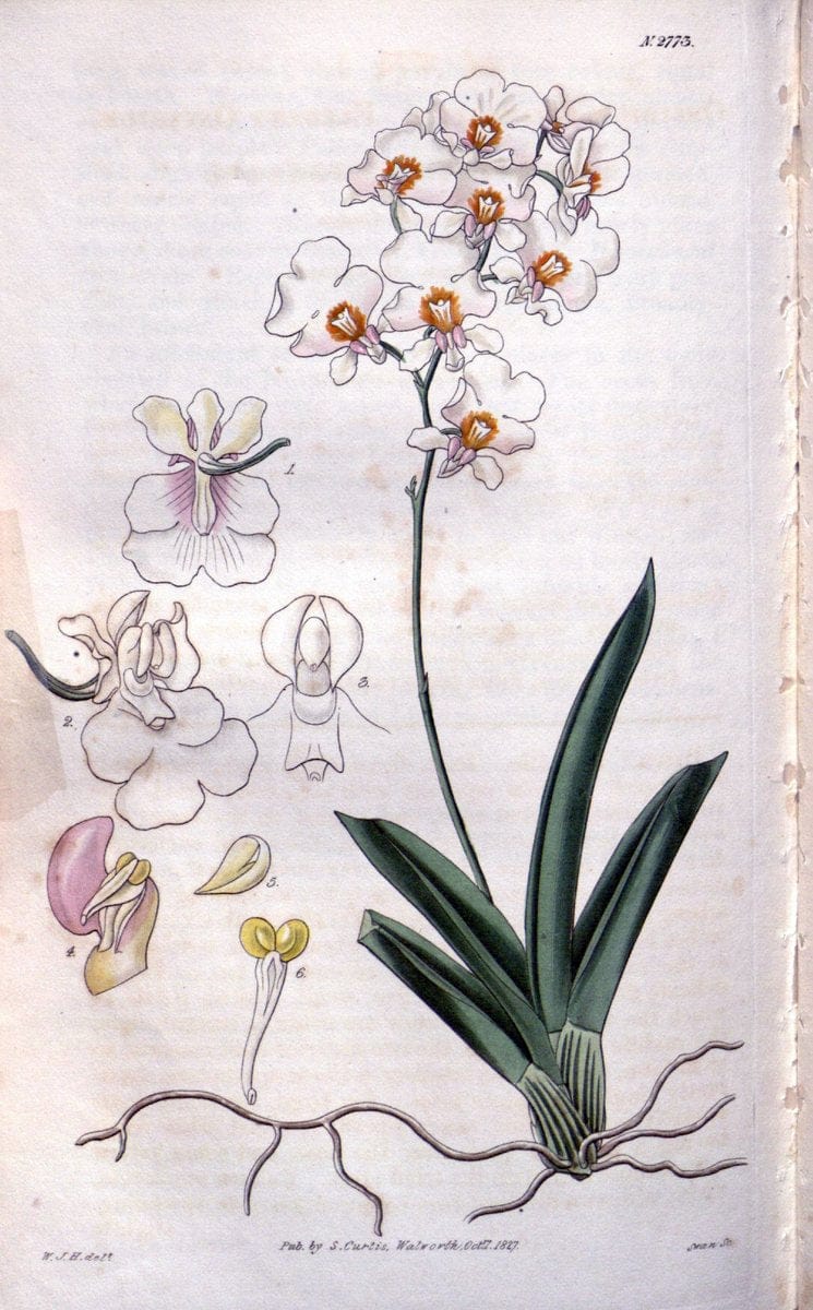 Curtis's botanical magazine. London ;New York [etc.] :Academic Press [etc.]. | Botany Periodicals "Pictorial works"  | Vintage Print Reproduction 454847