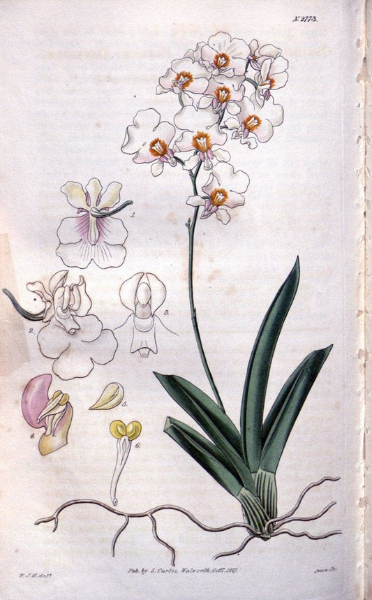 Curtis's botanical magazine. London ;New York [etc.] :Academic Press [etc.]. | Botany Periodicals "Pictorial works"  | Vintage Print Reproduction 454847