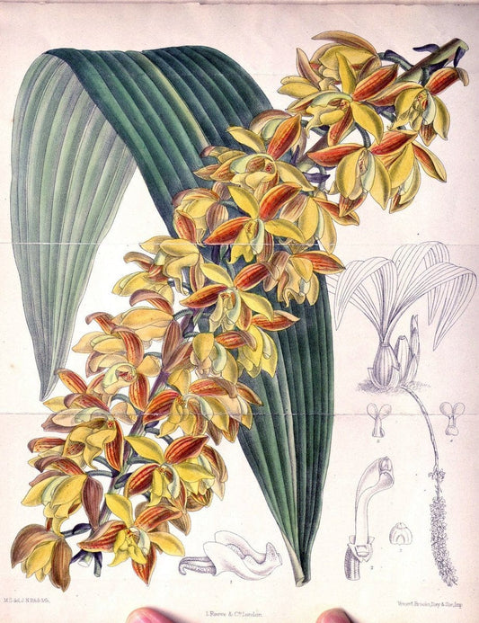 Curtis's botanical magazine. London ; New York [etc.] :Academic Press [etc.]. | "Botanical illustration" Botany Periodicals "Pictorial works" "Plants, Ornamental"  | Vintage Print Reproduction 454848