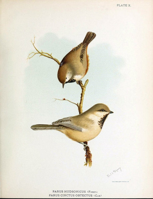 Contributions to the natural history of Alaska. Washington,Govt. Print. Off.1886.  | Alaska "Description and travel" Meteorology "Natural history" | Vintage Print Reproduction 454849