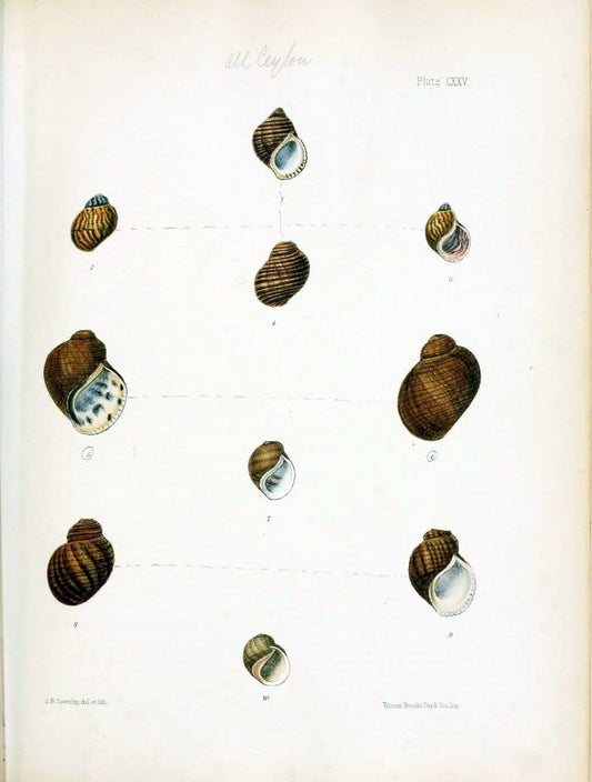Conchologia indica,.London,1870-1876.. |  | Vintage Print Reproduction 454850
