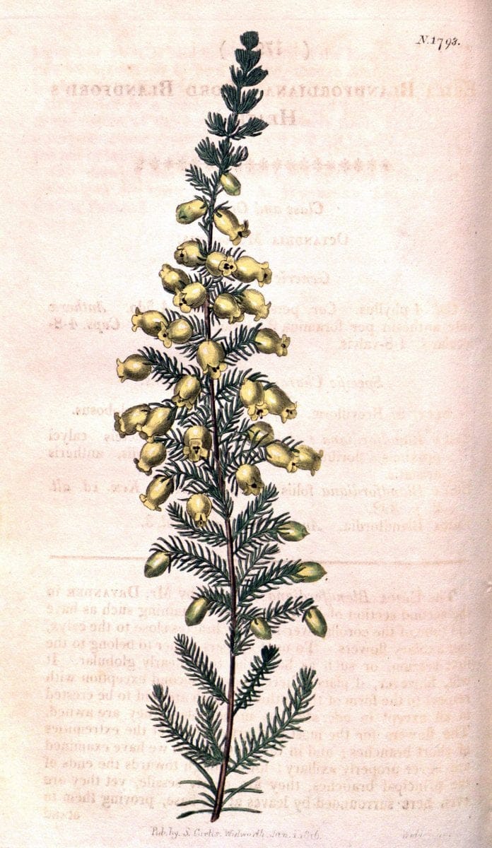 Curtis's botanical magazine. London ; New York [etc.] :Academic Press [etc.]. | "Botanical illustration" Botany Periodicals "Pictorial works" "Plants, Ornamental"  | Vintage Print Reproduction 454852
