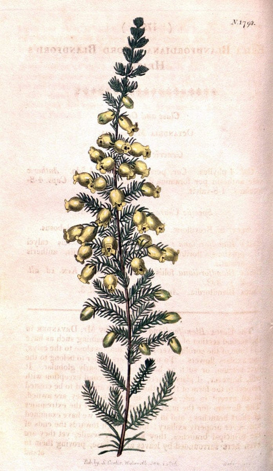 Curtis's botanical magazine. London ; New York [etc.] :Academic Press [etc.]. | "Botanical illustration" Botany Periodicals "Pictorial works" "Plants, Ornamental"  | Vintage Print Reproduction 454852