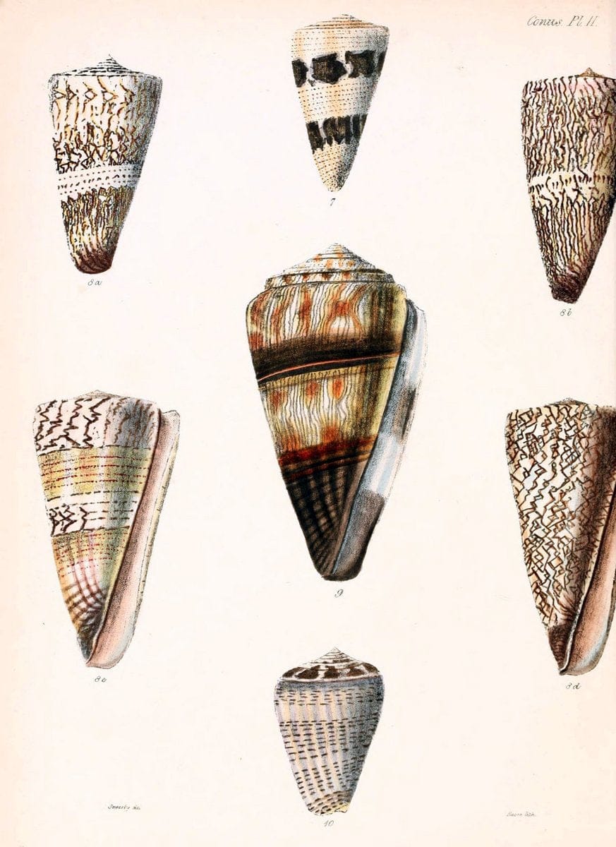 Conchologia iconica, or, Illustrations of the shells of molluscous animals. v.1London :Reeve, Brothers,1843-1878. |  | Vintage Print Reproduction 454853