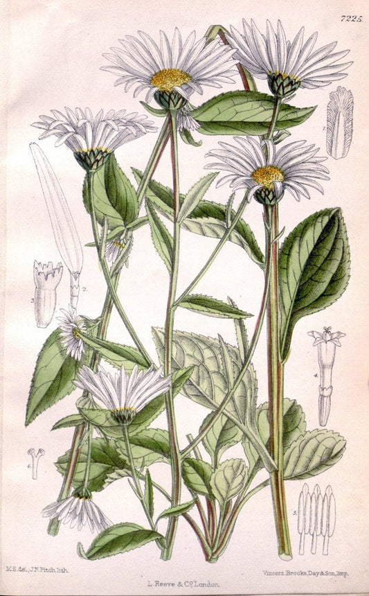 Curtis's botanical magazine. London ; New York [etc.] :Academic Press [etc.]. | "Botanical illustration" Botany Periodicals "Pictorial works" "Plants, Ornamental"  | Vintage Print Reproduction 454854