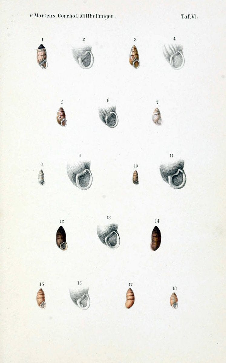 Conchologische Mittheilungen als Fortsetzung der Novitates conchologicae. bd 1 - 3.Cassell :T. Fischer,1880- . |  | Vintage Print Reproduction 454855