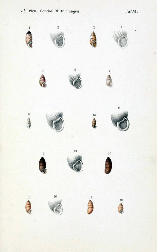 Conchologische Mittheilungen als Fortsetzung der Novitates conchologicae. bd 1 - 3.Cassell :T. Fischer,1880- . |  | Vintage Print Reproduction 454855