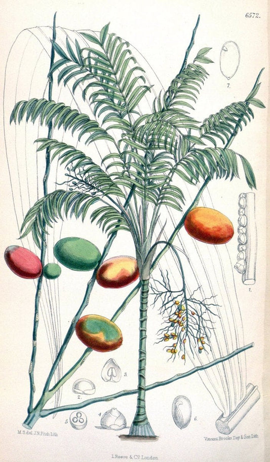 Curtis's botanical magazine. London ; New York [etc.] :Academic Press [etc.]. | "Botanical illustration" Botany Periodicals "Pictorial works" "Plants, Ornamental"  | Vintage Print Reproduction 454856