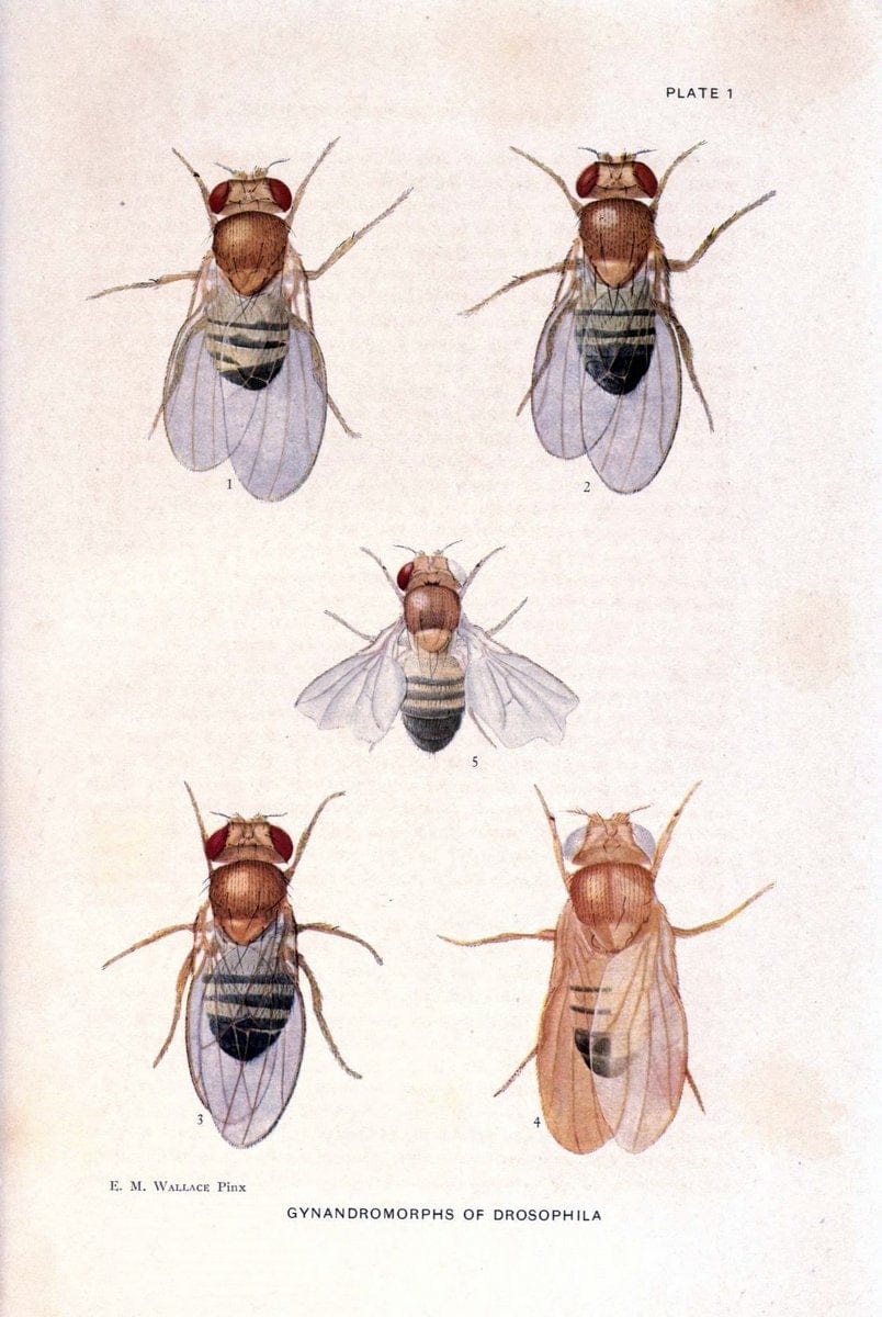 Contributions to the genetics of Drosophila melanogaster . .Washington,Carnegie Institution of Washington,1919.  | "Drosophila melanogaster" Heredity Karyokinesis  | Vintage Print Reproduction 454857