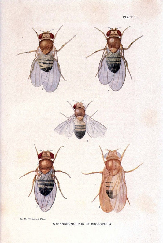 Contributions to the genetics of Drosophila melanogaster . .Washington,Carnegie Institution of Washington,1919.  | "Drosophila melanogaster" Heredity Karyokinesis  | Vintage Print Reproduction 454857