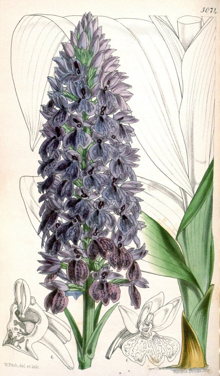Curtis's botanical magazine. London ; New York [etc.] :Academic Press [etc.]. | "Botanical illustration" Botany Periodicals "Pictorial works" "Plants, Ornamental"  | Vintage Print Reproduction 454858