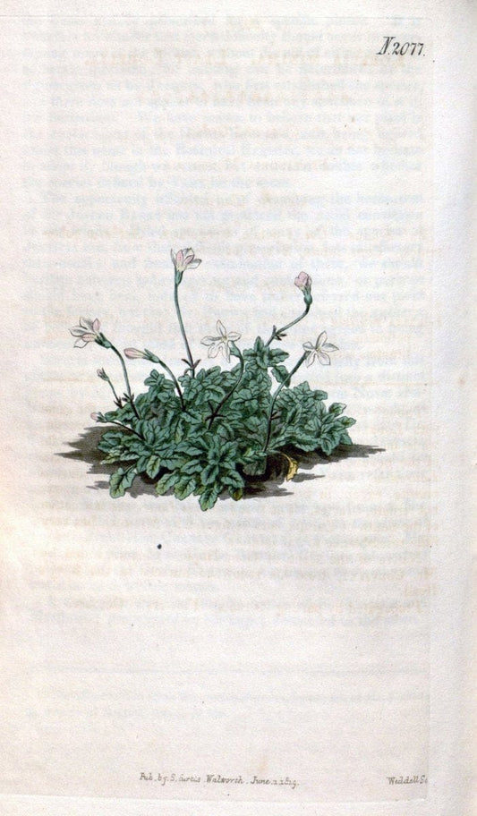 Curtis's botanical magazine. London ; New York [etc.] :Academic Press [etc.]. | "Botanical illustration" Botany Periodicals "Pictorial works" "Plants, Ornamental"  | Vintage Print Reproduction 454859