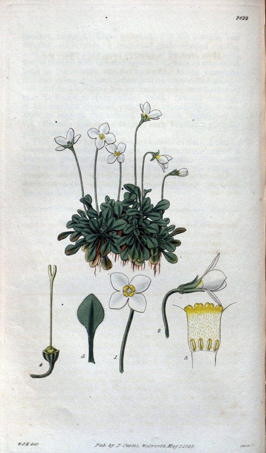 Curtis's botanical magazine. London ; New York [etc.] :Academic Press [etc.]. | "Botanical illustration" Botany Periodicals "Pictorial works" "Plants, Ornamental"  | Vintage Print Reproduction 454860