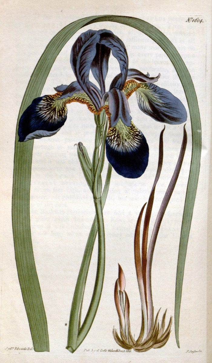 Curtis's botanical magazine. London ; New York [etc.] :Academic Press [etc.]. | "Botanical illustration" Botany Periodicals "Pictorial works" "Plants, Ornamental"  | Vintage Print Reproduction 454862