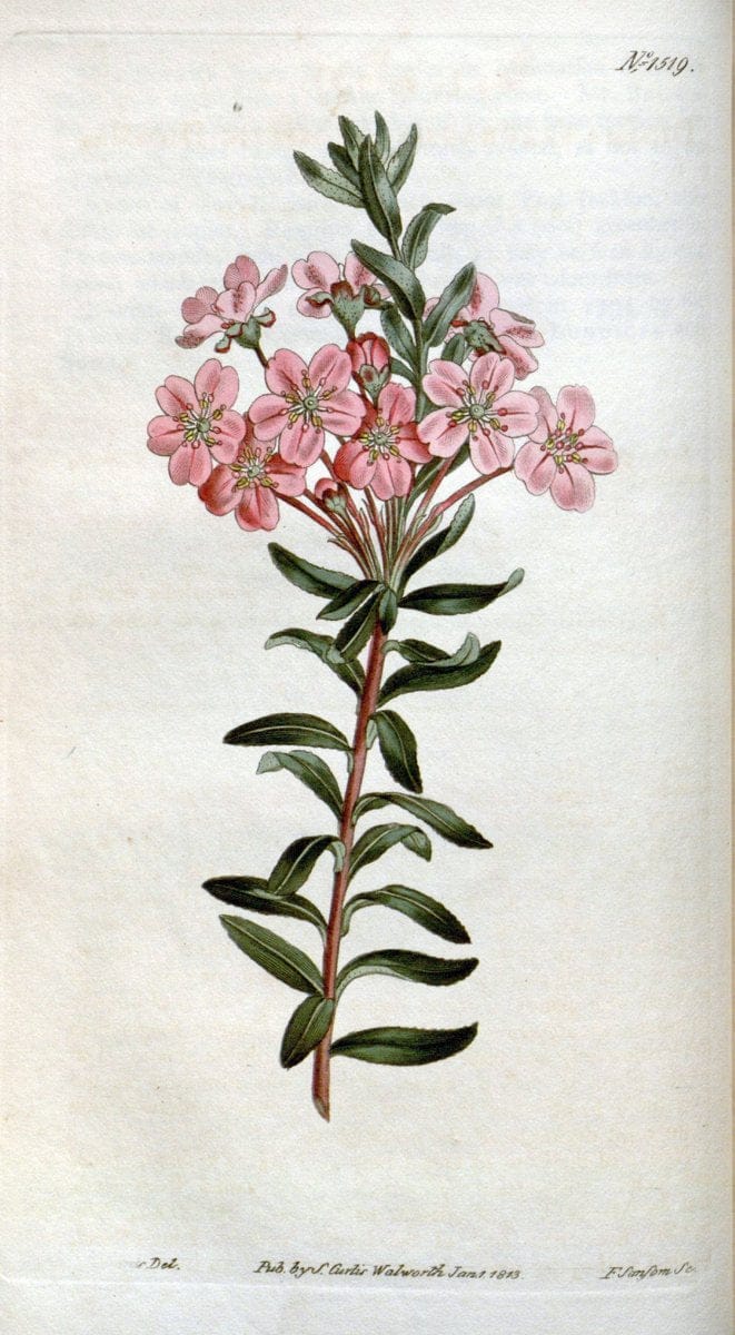 Curtis's botanical magazine. London ; New York [etc.] :Academic Press [etc.]. | "Botanical illustration" Botany Periodicals "Pictorial works" "Plants, Ornamental"  | Vintage Print Reproduction 454863