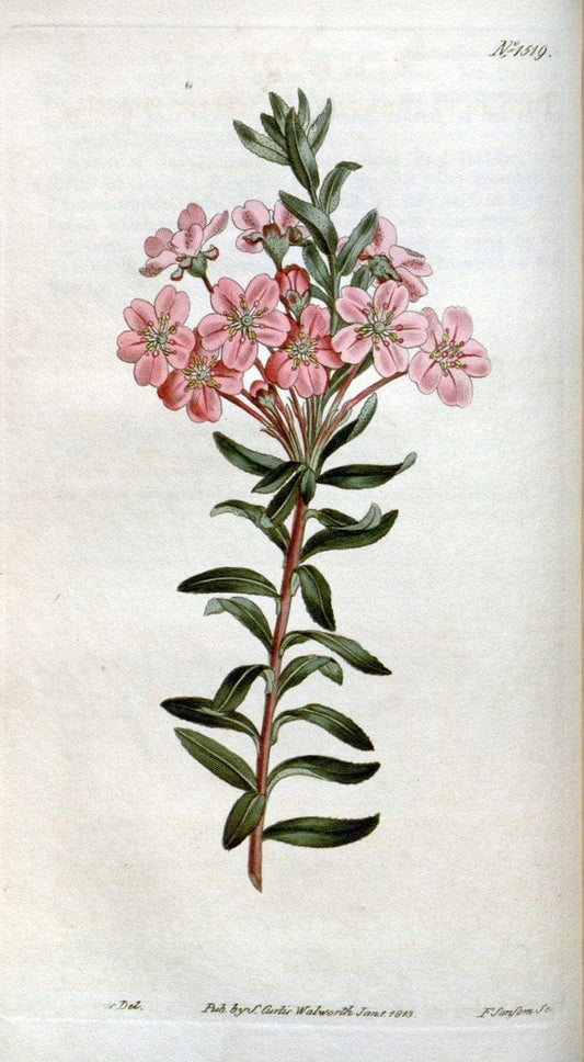 Curtis's botanical magazine. London ; New York [etc.] :Academic Press [etc.]. | "Botanical illustration" Botany Periodicals "Pictorial works" "Plants, Ornamental"  | Vintage Print Reproduction 454863