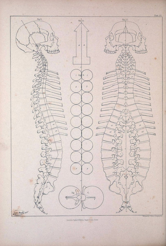 Comparative osteology:.London,Taylor and Walton,1847.  | Bones | Vintage Print Reproduction 454864