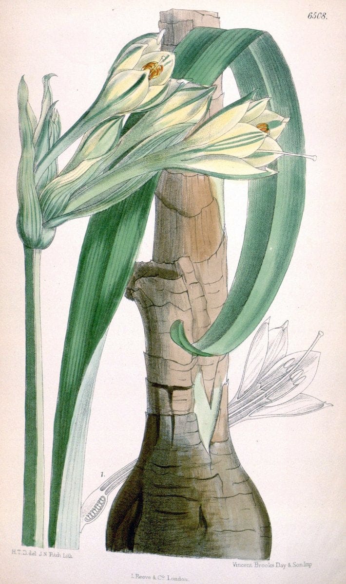 Curtis's botanical magazine. London ; New York [etc.] :Academic Press [etc.]. | "Botanical illustration" Botany Periodicals "Pictorial works" "Plants, Ornamental"  | Vintage Print Reproduction 454865
