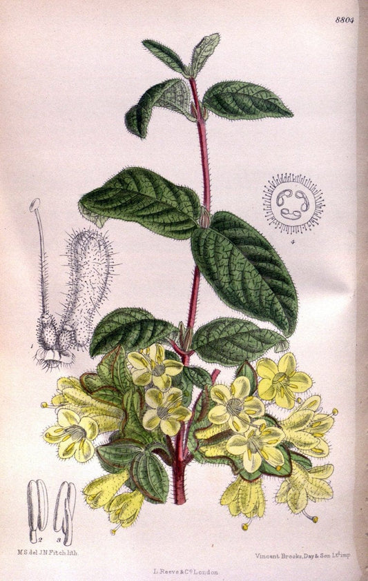 Curtis's botanical magazine. London ; New York [etc.] :Academic Press [etc.]. | "Botanical illustration" Botany Periodicals "Pictorial works" "Plants, Ornamental"  | Vintage Print Reproduction 454866