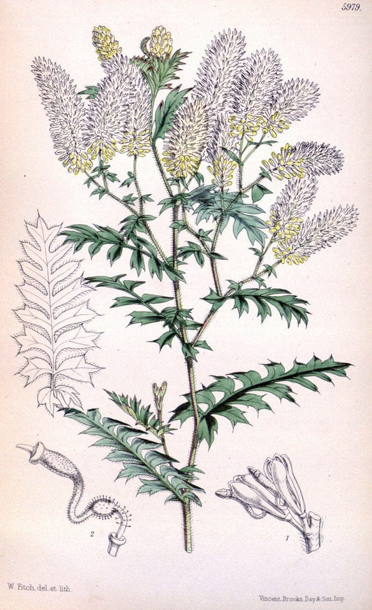 Curtis's botanical magazine. London ; New York [etc.] :Academic Press [etc.]. | "Botanical illustration" Botany Periodicals "Pictorial works" "Plants, Ornamental"  | Vintage Print Reproduction 454867
