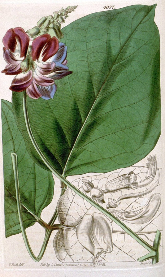 Curtis's botanical magazine. London ; New York [etc.] :Academic Press [etc.]. | "Botanical illustration" Botany Periodicals "Pictorial works" "Plants, Ornamental"  | Vintage Print Reproduction 454870