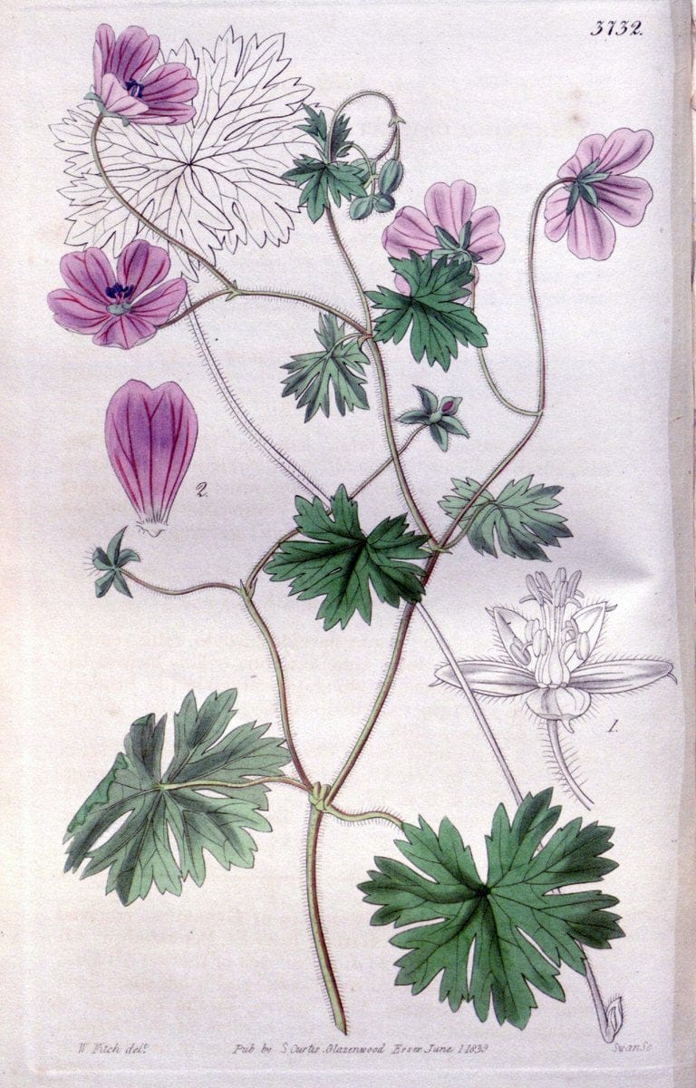 Curtis's botanical magazine..London ;New York [etc.] :Academic Press [etc.]. |  | Vintage Print Reproduction 454874