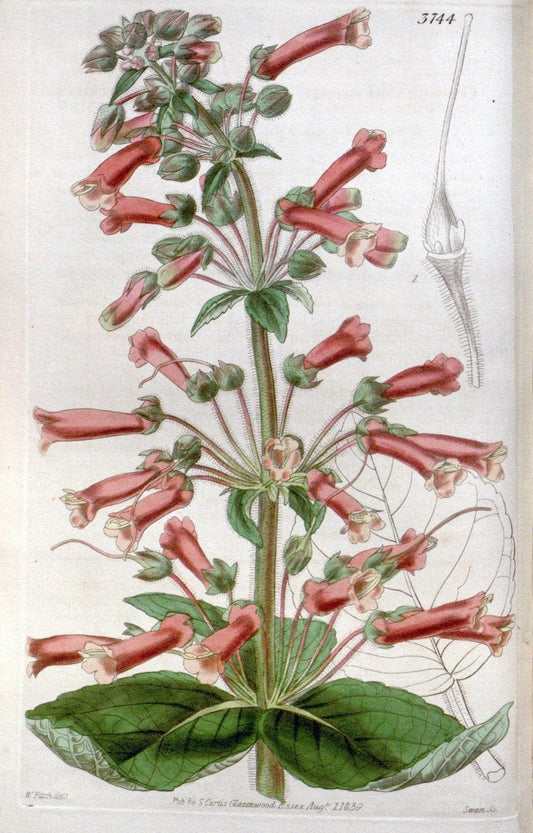 Curtis's botanical magazine..London ;New York [etc.] :Academic Press [etc.]. |  | Vintage Print Reproduction 454875