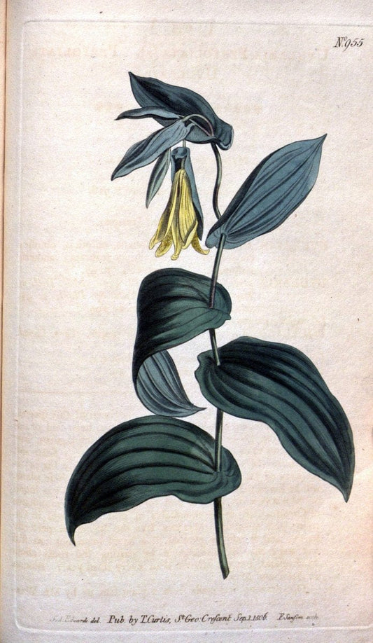 Curtis's botanical magazine. London ;New York [etc.] :Academic Press [etc.]. | Botany Periodicals "Pictorial works"  | Vintage Print Reproduction 454879