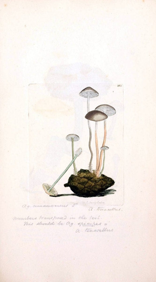 Coloured figures of English fungi or mushrooms. London,Printed by J. Davis,1797-[1809]. | England Mushrooms  | Vintage Print Reproduction 454881