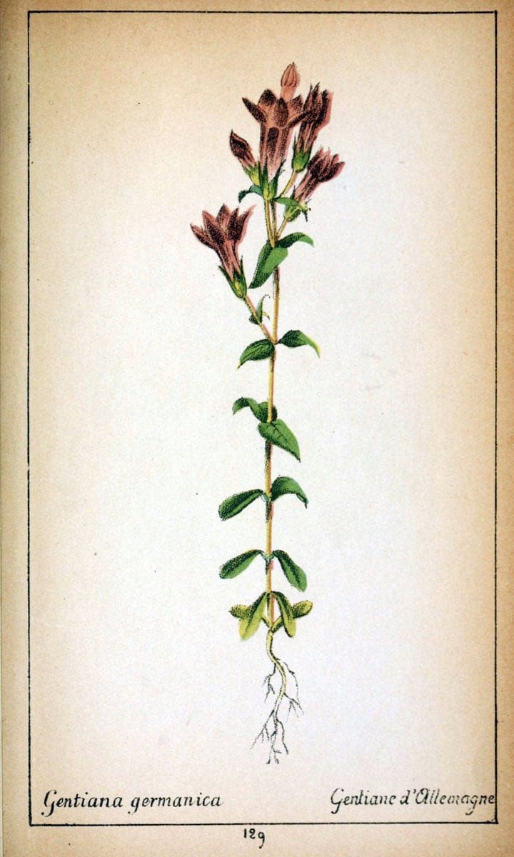Choix de plantes de l'Europe centrale et particuliÃ¨rement de la Suisse et de la SavoieGe | Europe Central "Pictorial works" Plants "Savoy (France and Italy)" Switzerland  | Vintage Reproduction 454882