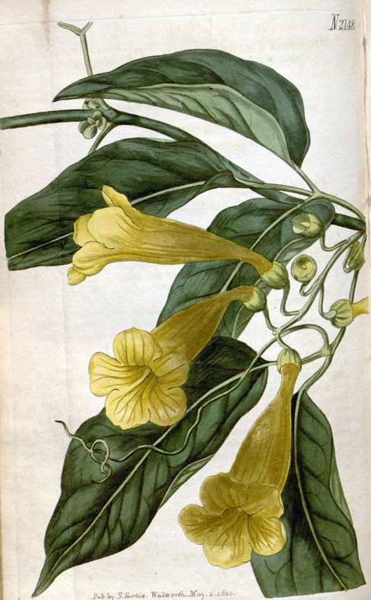 Curtis's botanical magazine. London ; New York [etc.] :Academic Press [etc.]. | "Botanical illustration" Botany Periodicals "Pictorial works" "Plants, Ornamental"  | Vintage Print Reproduction 454883