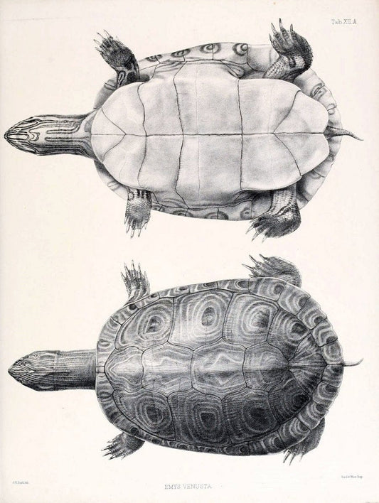 Catalogue of shield reptiles in the collection of the British Museum /.London :Printed by order of the Trustees,1855-1872.  | Vintage Print Reproduction 454884