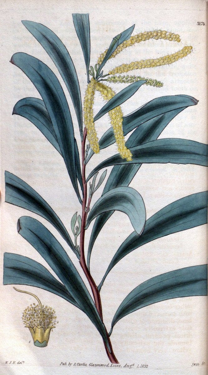 Curtis's botanical magazine. London ; New York [etc.] :Academic Press [etc.]. | "Botanical illustration" Botany Periodicals "Pictorial works" "Plants, Ornamental"  | Vintage Print Reproduction 454885
