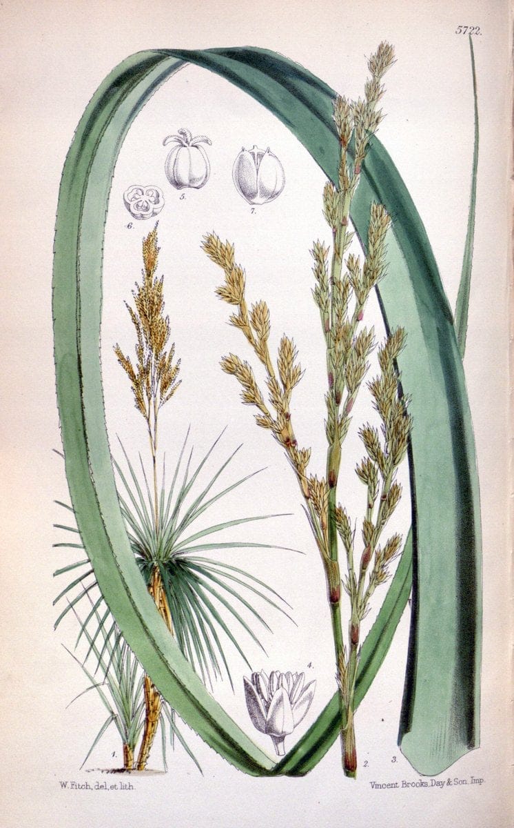 Curtis's botanical magazine. London ; New York [etc.] :Academic Press [etc.]. | "Botanical illustration" Botany Periodicals "Pictorial works" "Plants, Ornamental"  | Vintage Print Reproduction 454886