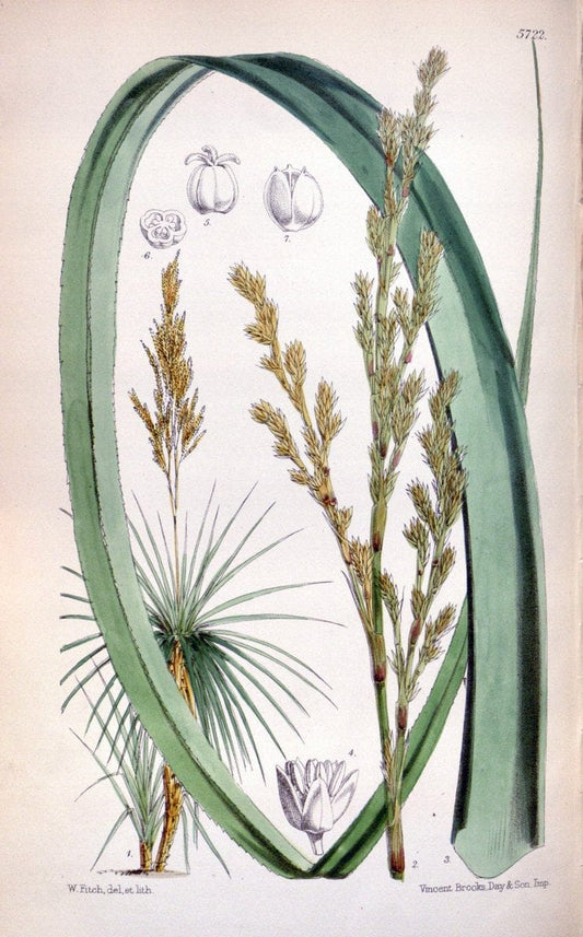 Curtis's botanical magazine. London ; New York [etc.] :Academic Press [etc.]. | "Botanical illustration" Botany Periodicals "Pictorial works" "Plants, Ornamental"  | Vintage Print Reproduction 454886