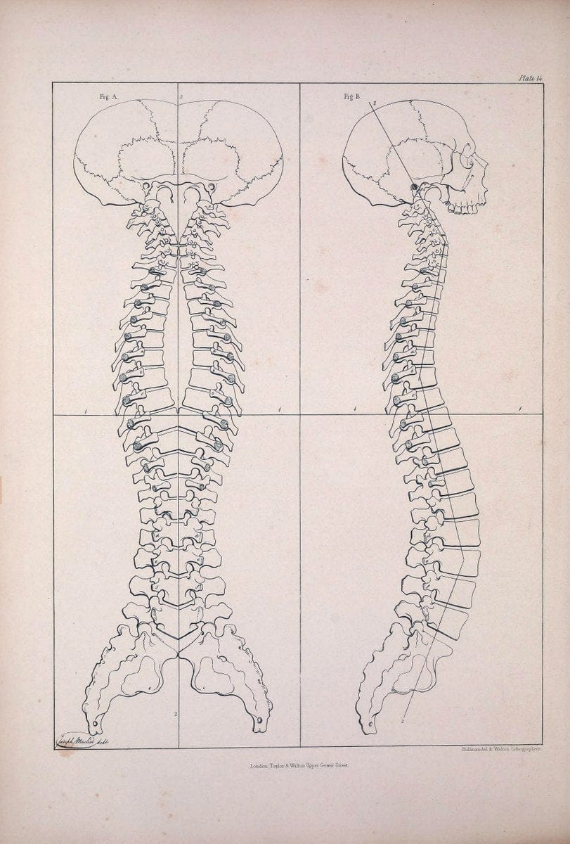 Comparative osteology:.London,Taylor and Walton,1847.  | Bones | Vintage Print Reproduction 454887
