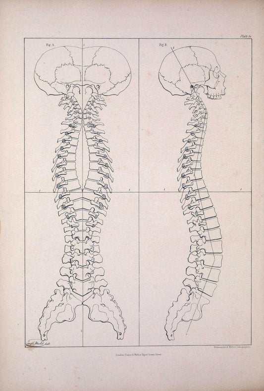 Comparative osteology:.London,Taylor and Walton,1847.  | Bones | Vintage Print Reproduction 454887