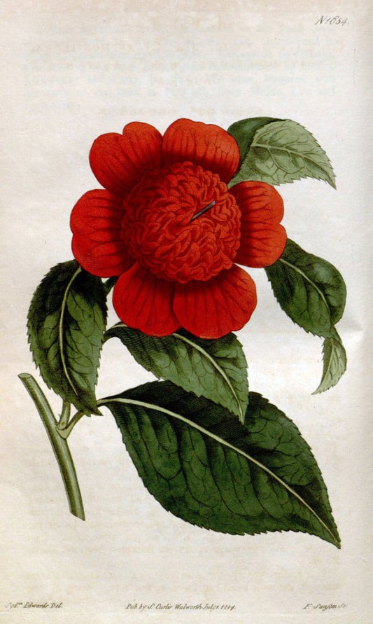 Curtis's botanical magazine. London ; New York [etc.] :Academic Press [etc.]. | "Botanical illustration" Botany Periodicals "Pictorial works" "Plants, Ornamental"  | Vintage Print Reproduction 454889