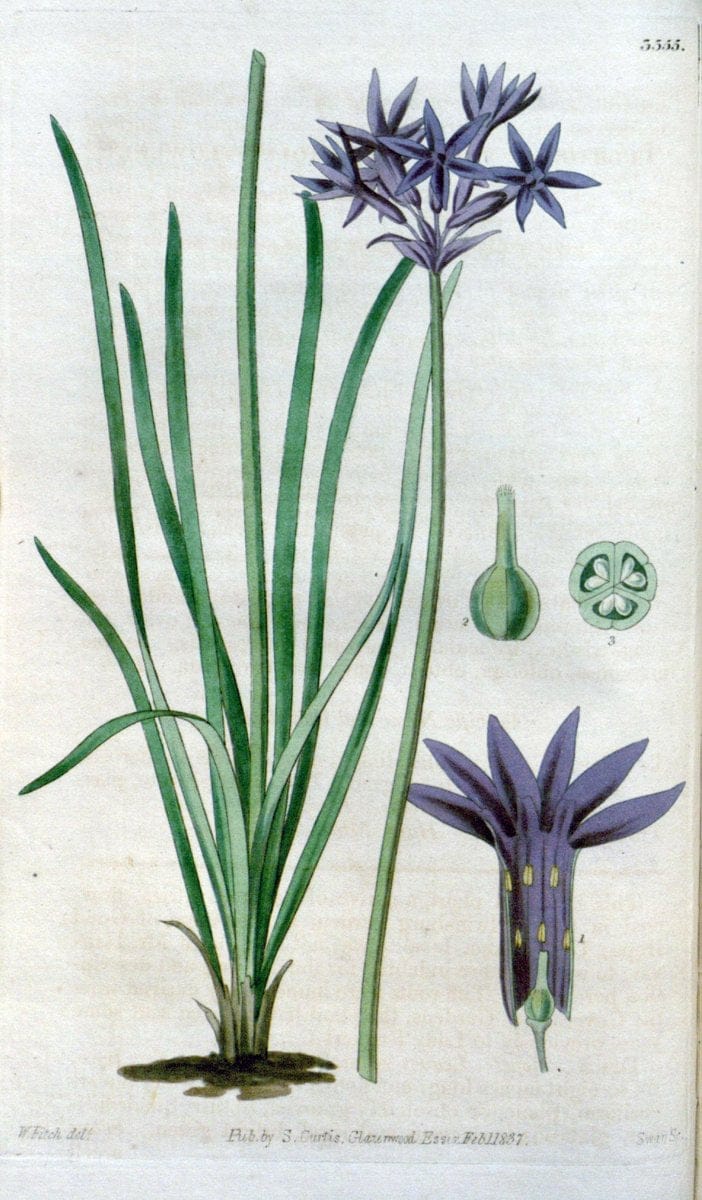 Curtis's botanical magazine. London ; New York [etc.] :Academic Press [etc.]. | "Botanical illustration" Botany Periodicals "Pictorial works" "Plants, Ornamental"  | Vintage Print Reproduction 454890