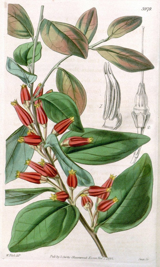 Curtis's botanical magazine. London ; New York [etc.] :Academic Press [etc.]. | "Botanical illustration" Botany Periodicals "Pictorial works" "Plants, Ornamental"  | Vintage Print Reproduction 454893