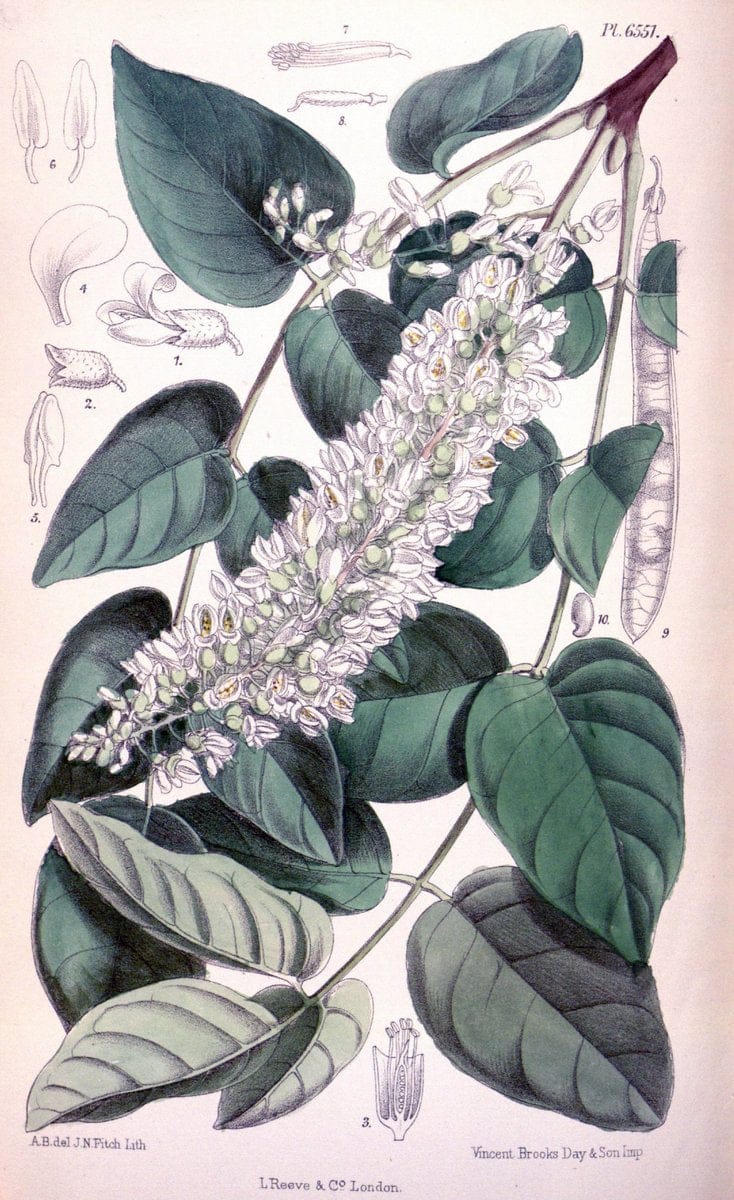 Curtis's botanical magazine. London ; New York [etc.] :Academic Press [etc.]. | "Botanical illustration" Botany Periodicals "Pictorial works" "Plants, Ornamental"  | Vintage Print Reproduction 454895