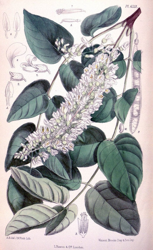 Curtis's botanical magazine. London ; New York [etc.] :Academic Press [etc.]. | "Botanical illustration" Botany Periodicals "Pictorial works" "Plants, Ornamental"  | Vintage Print Reproduction 454895