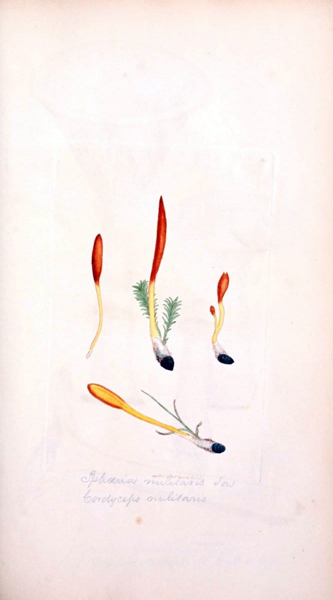 Coloured figures of English fungi or mushrooms. London,Printed by J. Davis,1797-[1809]. | England Mushrooms  | Vintage Print Reproduction 454896