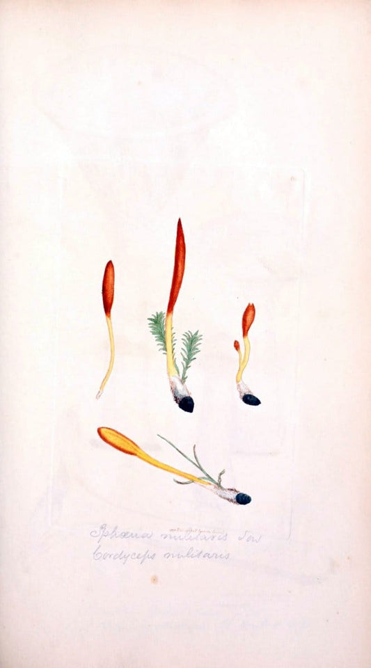 Coloured figures of English fungi or mushrooms. London,Printed by J. Davis,1797-[1809]. | England Mushrooms  | Vintage Print Reproduction 454896