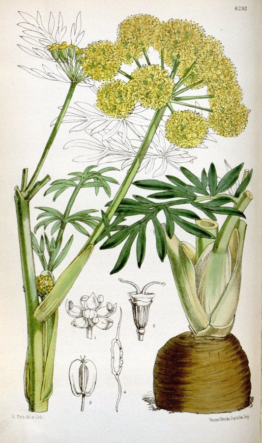 Curtis's botanical magazine. London ; New York [etc.] :Academic Press [etc.]. | "Botanical illustration" Botany Periodicals "Pictorial works" "Plants, Ornamental"  | Vintage Print Reproduction 454897