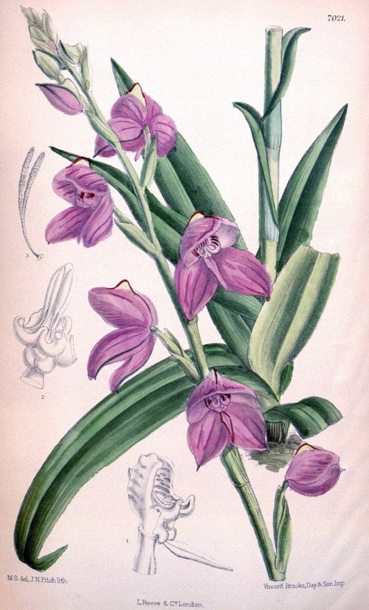 Curtis's botanical magazine. London ; New York [etc.] :Academic Press [etc.]. | "Botanical illustration" Botany Periodicals "Pictorial works" "Plants, Ornamental"  | Vintage Print Reproduction 454898