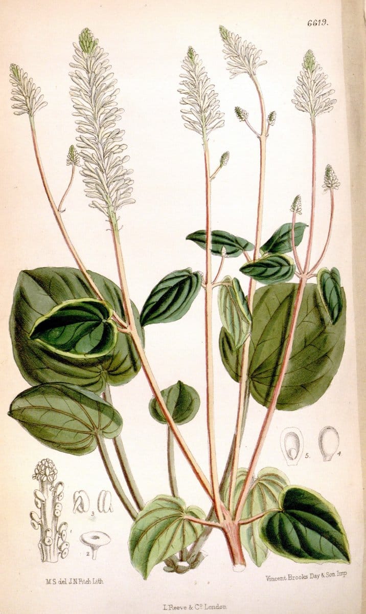 Curtis's botanical magazine. London ; New York [etc.] :Academic Press [etc.]. | "Botanical illustration" Botany Periodicals "Pictorial works" "Plants, Ornamental"  | Vintage Print Reproduction 454899