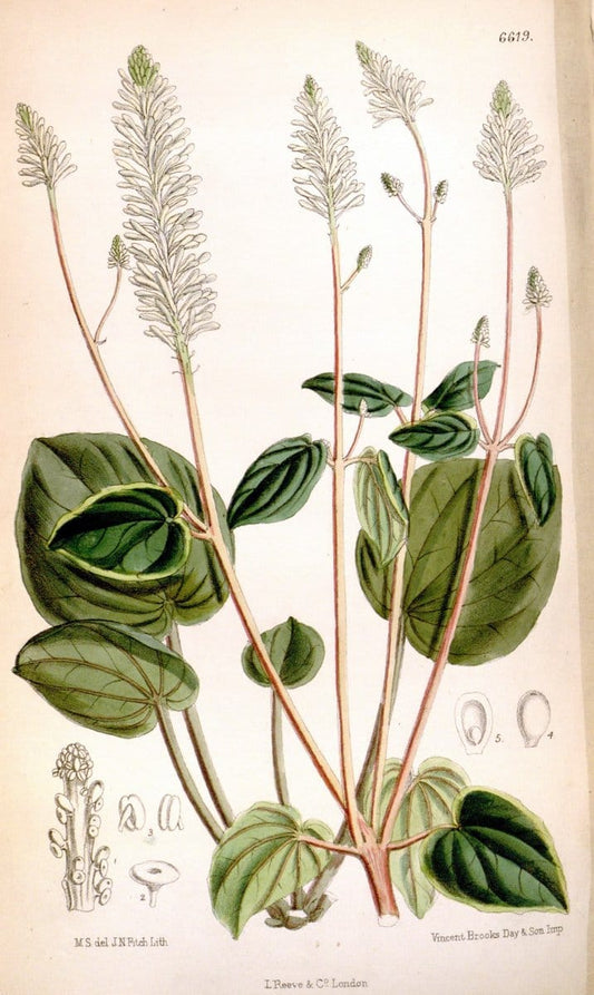 Curtis's botanical magazine. London ; New York [etc.] :Academic Press [etc.]. | "Botanical illustration" Botany Periodicals "Pictorial works" "Plants, Ornamental"  | Vintage Print Reproduction 454899