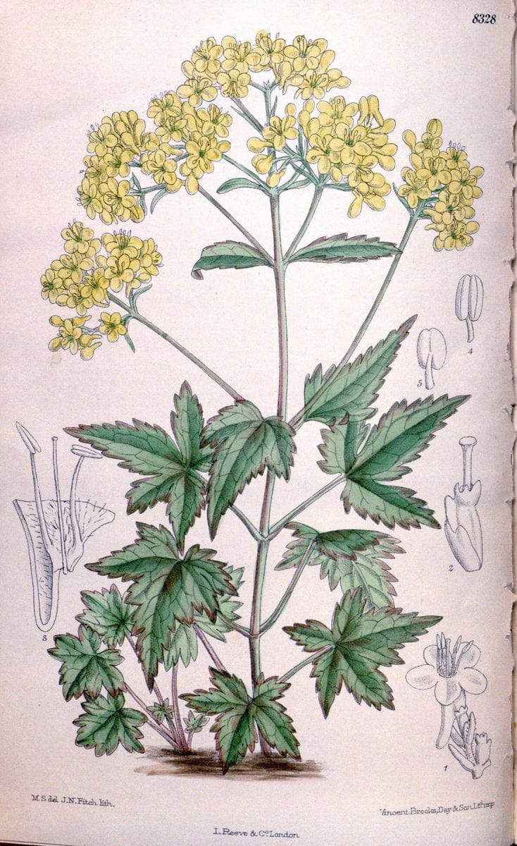 Curtis's botanical magazine. London ; New York [etc.] :Academic Press [etc.]. | "Botanical illustration" Botany Periodicals "Pictorial works" "Plants, Ornamental"  | Vintage Print Reproduction 454901